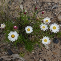 Coronidium waddelliae at Sassafras, NSW - 24 Jan 2024