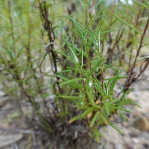 Coronidium waddelliae at Sassafras, NSW - 24 Jan 2024