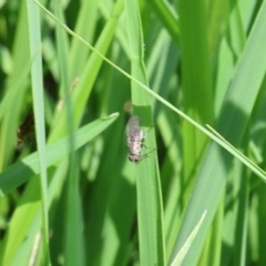 Muscidae (family) at Lyons, ACT - 27 Jan 2024 by ran452