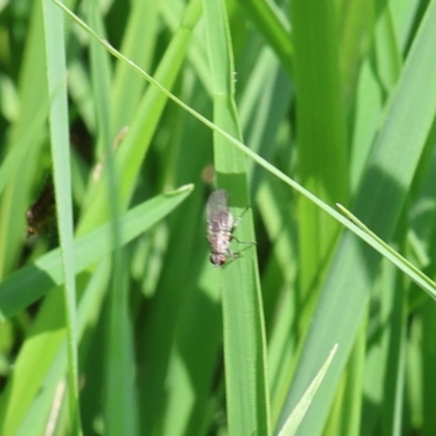 Muscidae (family) at Lyons, ACT - 27 Jan 2024 by ran452