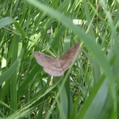 Lepidoptera unclassified ADULT moth (Unidentified - Moth) at Lyons, ACT - 27 Jan 2024 by ran452