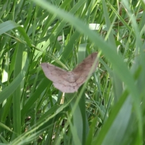 Lepidoptera unclassified ADULT moth at Lyons, ACT - 27 Jan 2024