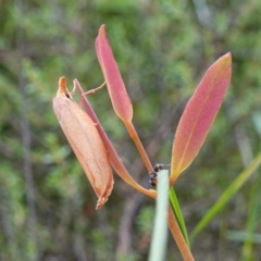 Wingia aurata (Golden Leaf Moth) at Sassafras, NSW - 24 Jan 2024 by RobG1