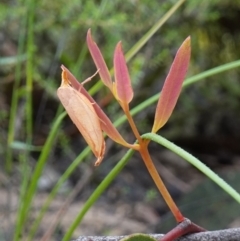 Wingia aurata at Morton National Park - 24 Jan 2024