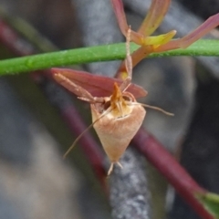 Wingia aurata at Morton National Park - 24 Jan 2024