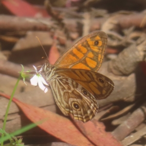 Geitoneura acantha at QPRC LGA - 26 Jan 2024