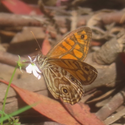 Geitoneura acantha (Ringed Xenica) at Monga National Park - 25 Jan 2024 by MatthewFrawley