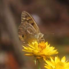 Heteronympha merope (Common Brown Butterfly) at QPRC LGA - 26 Jan 2024 by MatthewFrawley