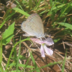 Zizina otis (Common Grass-Blue) at QPRC LGA - 26 Jan 2024 by MatthewFrawley