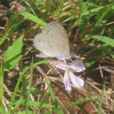 Zizina otis (Common Grass-Blue) at QPRC LGA - 26 Jan 2024 by MatthewFrawley