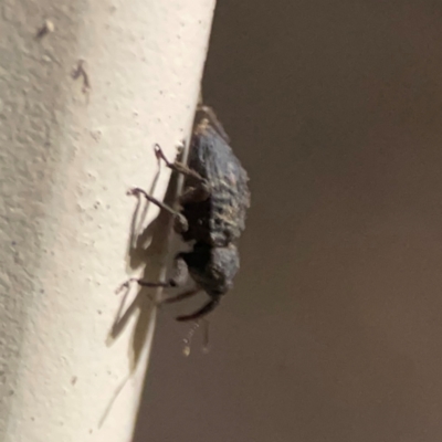 Unidentified Weevil (Curculionoidea) at Surf Beach, NSW - 26 Jan 2024 by Hejor1