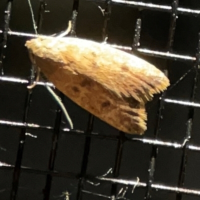 Tachystola acroxantha (A Concealer moth) at Surf Beach, NSW - 27 Jan 2024 by Hejor1