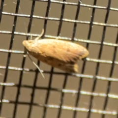 Tachystola acroxantha at Surf Beach, NSW - 27 Jan 2024