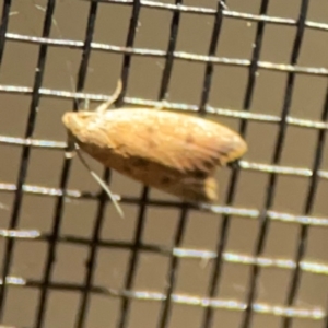 Tachystola acroxantha at Surf Beach, NSW - 27 Jan 2024