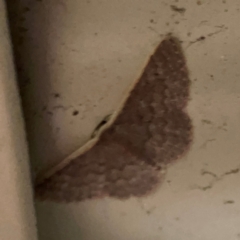 Idaea inversata (Purple Wave) at Surf Beach, NSW - 27 Jan 2024 by Hejor1