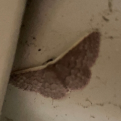 Idaea inversata at Surf Beach, NSW - 27 Jan 2024 12:25 AM