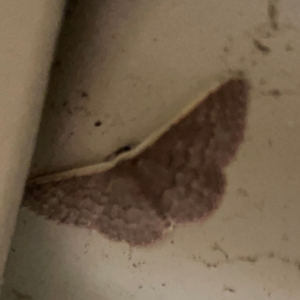 Idaea inversata at Surf Beach, NSW - 27 Jan 2024