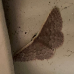 Idaea inversata at Surf Beach, NSW - 27 Jan 2024 12:25 AM