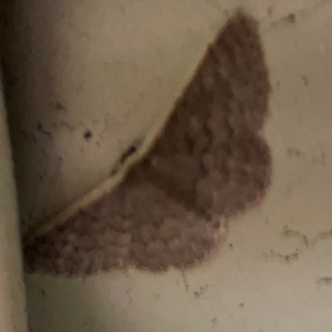 Idaea inversata at Surf Beach, NSW - 27 Jan 2024 12:25 AM