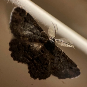 Pholodes sinistraria at Surf Beach, NSW - 27 Jan 2024