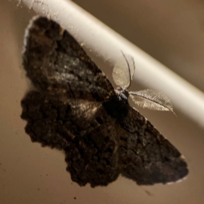 Pholodes sinistraria (Sinister or Frilled Bark Moth) at Surf Beach, NSW - 27 Jan 2024 by Hejor1