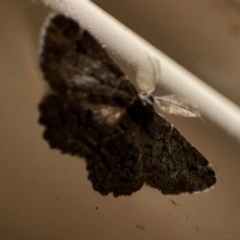 Pholodes sinistraria at Surf Beach, NSW - 27 Jan 2024 12:25 AM