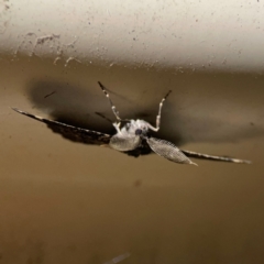 Pholodes sinistraria at Surf Beach, NSW - 27 Jan 2024 12:25 AM