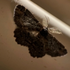 Pholodes sinistraria at Surf Beach, NSW - 27 Jan 2024