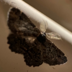 Pholodes sinistraria at Surf Beach, NSW - 27 Jan 2024 12:25 AM