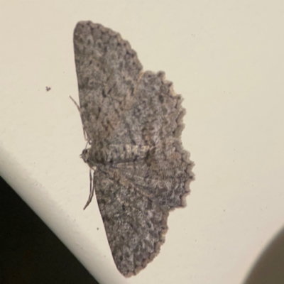 Ectropis fractaria (Ringed Bark Moth) at Surf Beach, NSW - 27 Jan 2024 by Hejor1