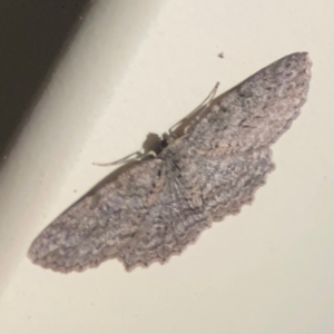 Ectropis fractaria at Surf Beach, NSW - 27 Jan 2024