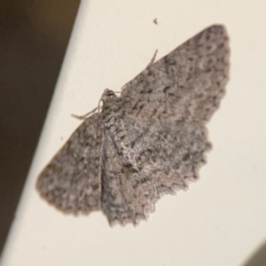 Ectropis fractaria at Surf Beach, NSW - 27 Jan 2024