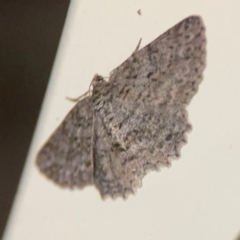 Ectropis fractaria at Surf Beach, NSW - 27 Jan 2024