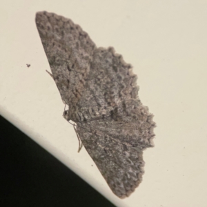 Ectropis fractaria at Surf Beach, NSW - 27 Jan 2024