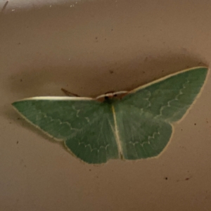 Chlorocoma melocrossa at Surf Beach, NSW - 27 Jan 2024