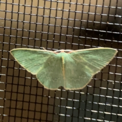 Chlorocoma melocrossa at Surf Beach, NSW - 27 Jan 2024