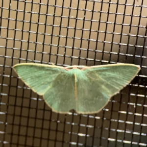 Chlorocoma melocrossa at Surf Beach, NSW - 27 Jan 2024