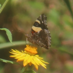 Vanessa itea (Yellow Admiral) at Monga National Park - 26 Jan 2024 by MatthewFrawley