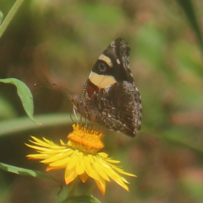 Vanessa itea (Yellow Admiral) at QPRC LGA - 25 Jan 2024 by MatthewFrawley