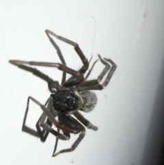 Badumna insignis (Black House Spider) at Emu Creek Belconnen (ECB) - 27 Jan 2024 by JohnGiacon