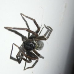 Badumna insignis (Black House Spider) at Emu Creek Belconnen (ECB) - 26 Jan 2024 by JohnGiacon