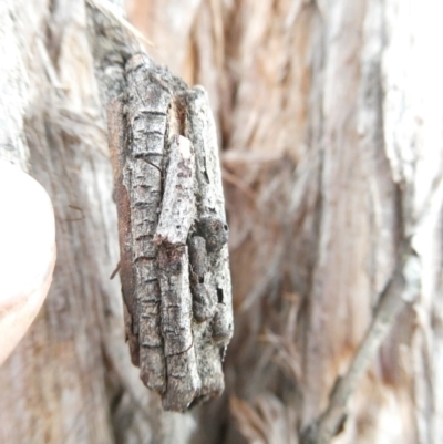 Psychidae (family) IMMATURE (Unidentified case moth or bagworm) at Emu Creek Belconnen (ECB) - 25 Jan 2024 by JohnGiacon