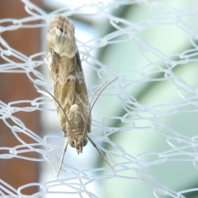 Hellula hydralis (Cabbage Centre Moth) at Belconnen, ACT - 26 Jan 2024 by JohnGiacon