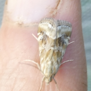 Hellula hydralis at Emu Creek Belconnen (ECB) - 27 Jan 2024