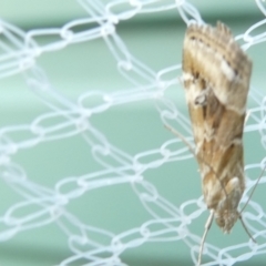 Hellula hydralis at Emu Creek Belconnen (ECB) - 27 Jan 2024