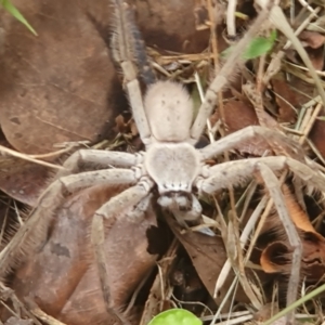 Isopeda brachyseta at Tuross Head, NSW - suppressed