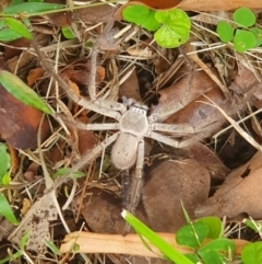 Isopeda brachyseta at Tuross Head, NSW - suppressed