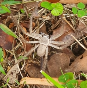 Isopeda brachyseta at Tuross Head, NSW - suppressed