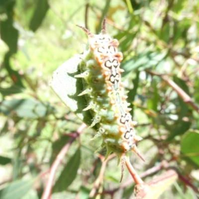 Doratifera quadriguttata (Four-spotted Cup Moth) at Emu Creek - 27 Jan 2024 by JohnGiacon