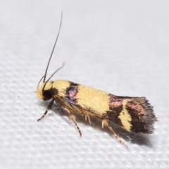 Decatopseustis cataphanes (A Gelechioid moth (Pexicopiinae)) at QPRC LGA - 26 Jan 2024 by DianneClarke